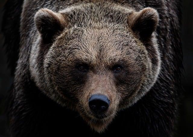 Trendy, které ovlivňují chování Medvědů a Býků na trhu